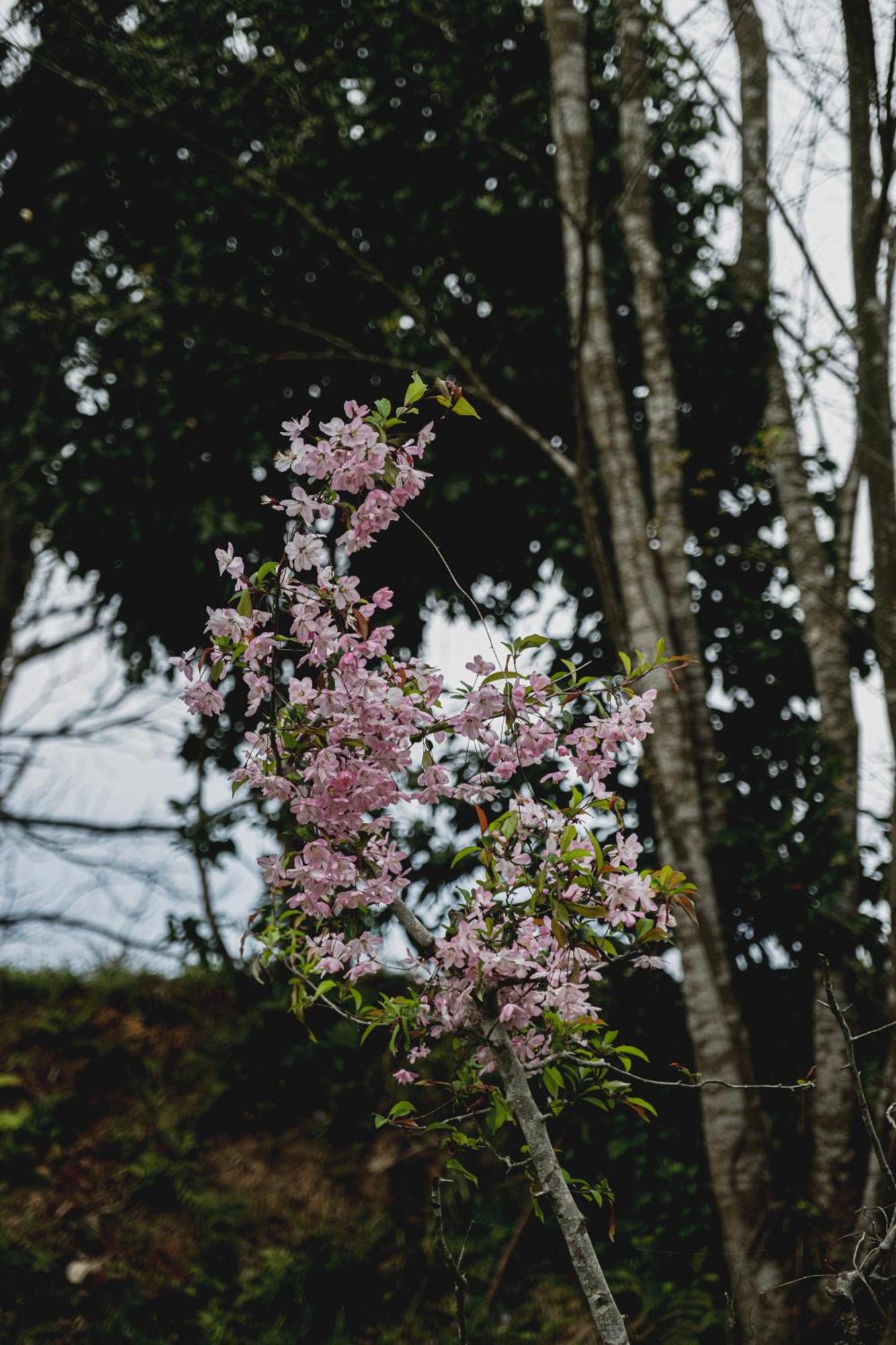 一汁一菜の宿　ちゃぶダイニング Ichiju Issai No Yado Chabu Dining Unforgettable Farmstay Experience In Deep Kyoto Ayabe Εξωτερικό φωτογραφία